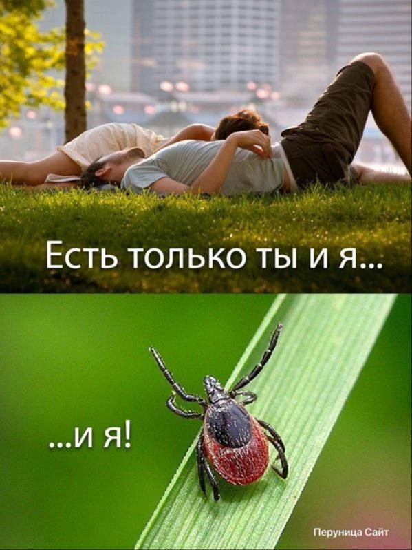 🕷С начала года клещи атаковали почти четыре тысячи жителей Ставрополья