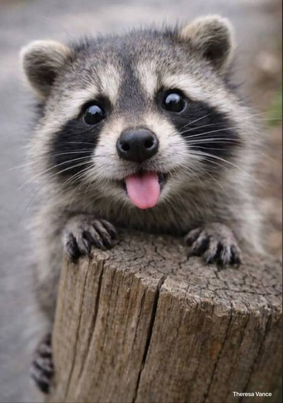 🦝Беби-бум произошел в парке Железноводска: там родились сразу пять енотов