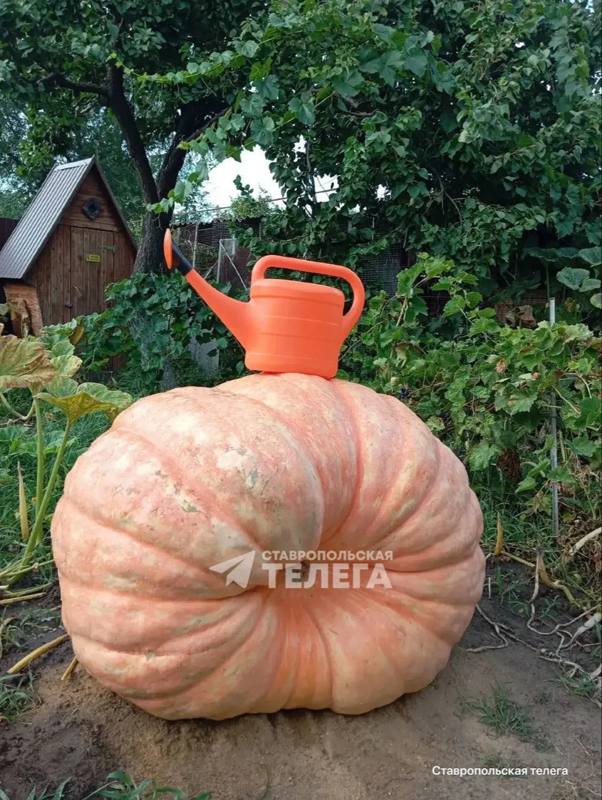 🎃Тыквенная сенсация из Светлограда: юрист Игорь случайно открыл в себе талант гигантовод