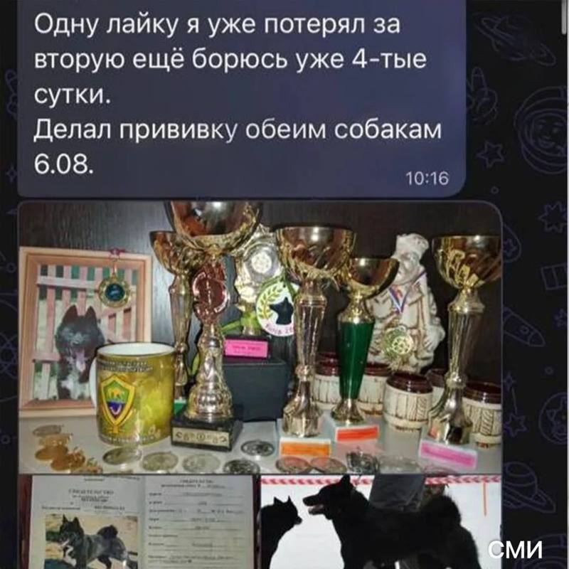 📊 Сотни собак могли погибнуть после вакцинации «Мультикан-8»