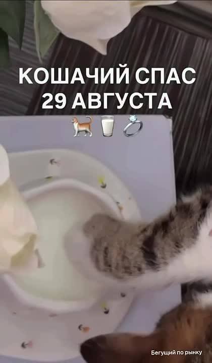 🐈 Кошачий Спас наступил — срочно достаём котов и ищем богатых женихов