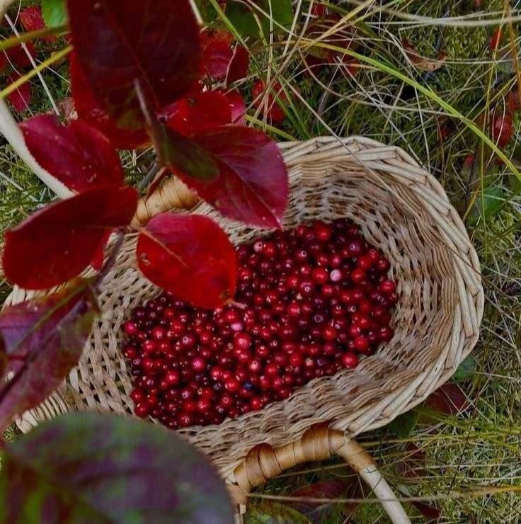 ​❤ Клюква останавливает старение