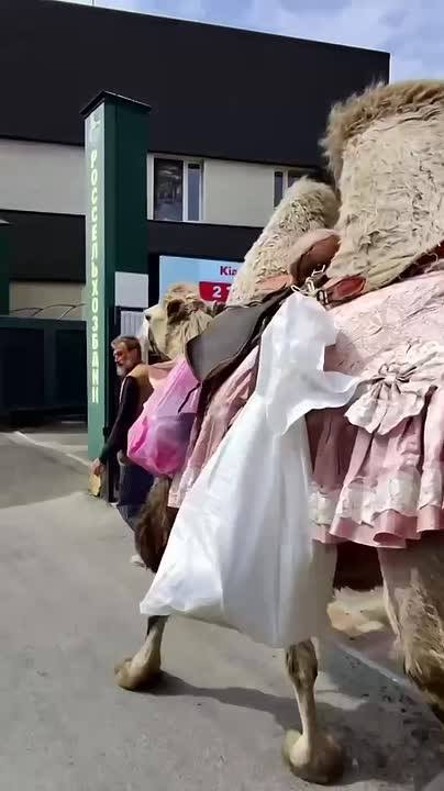 ​🐪Верблюжий патруль: Ставрополь вошел в число городов с самым непредсказуемым трафиком