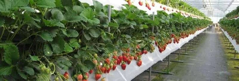 ​🍓 Крупнейший ягодный кластер в РФ создадут на Ставрополье