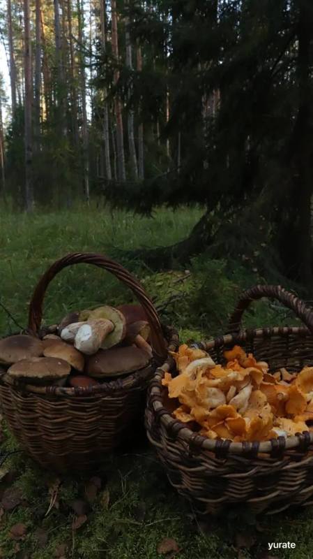 ​🍄Осенний дзен по расписанию: ставропольцам прогнозируют вторую волну грибов уже со следующей…