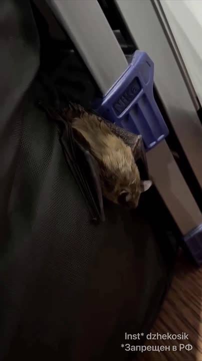 ​🦇«Вцепилась в палец»: ставропольчанка поймала летучую мышь голыми руками