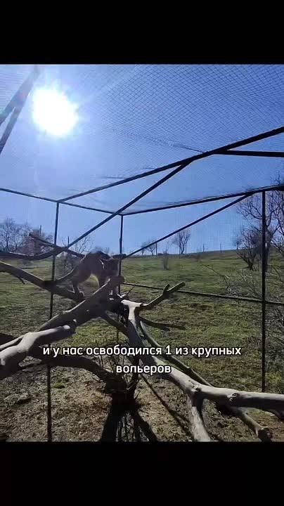 ​🥰 Ставропольский приют заботится о пуме москвичей