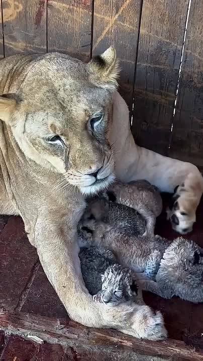 ​🦁 Сразу 5 львят родились в соседней КЧР