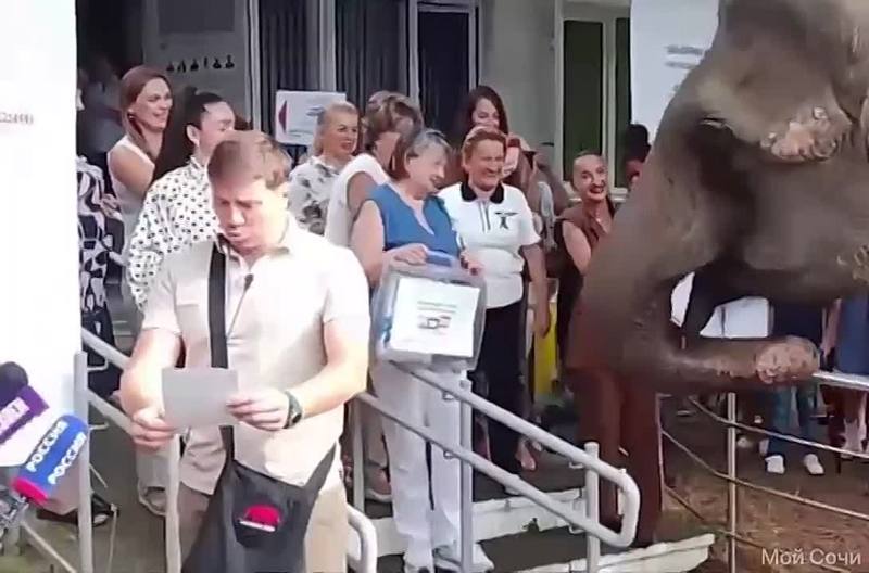 ​🐘 Слон «проголосовал» на выборах в Сочи