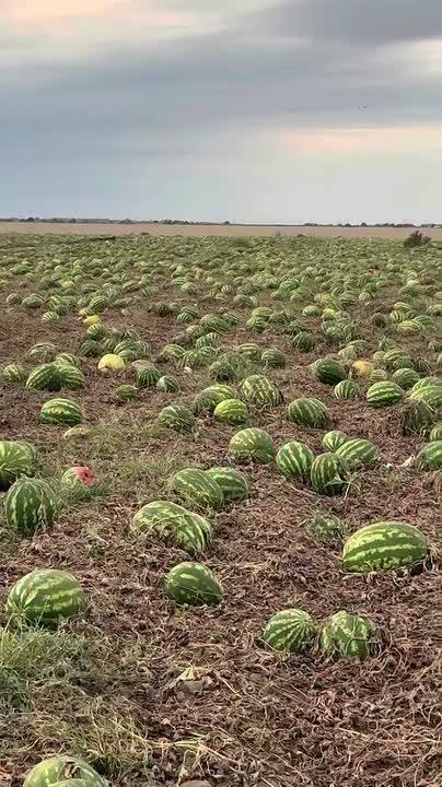 ​🍉 Поле неубранных арбузов заметили на Ставрополье