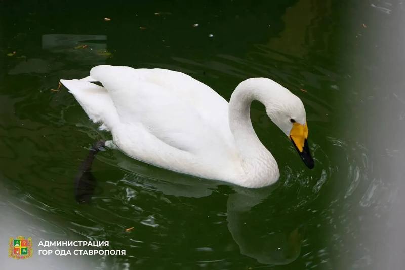 ​🦢 Лебеди из парка Победы отправились на зимовку