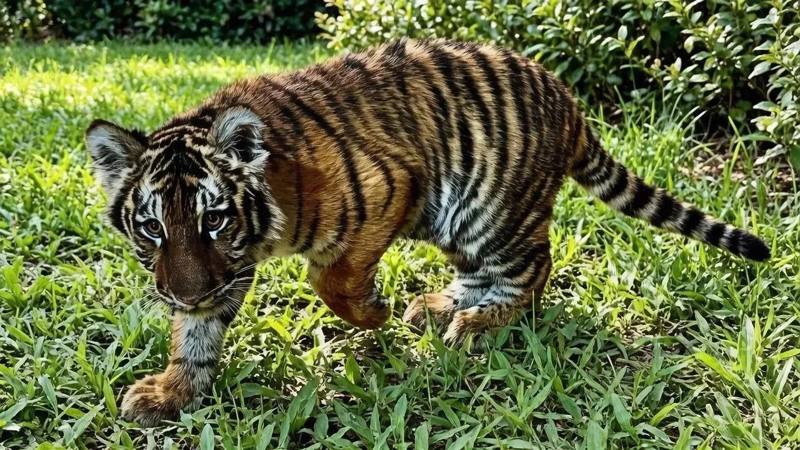 🐯 Тигрёнок из зоны СВО нашёл дом в Ставрополе