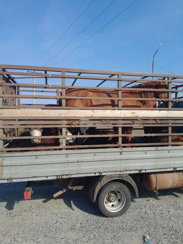 В Ставропольском крае остановили перевозку коров и лошадей без документов в Ростовскую область