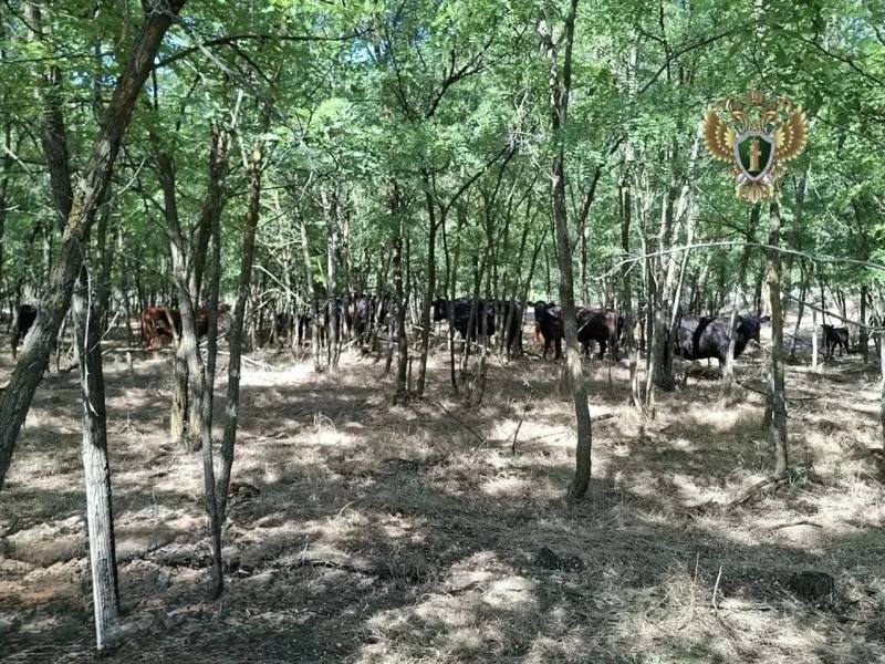 Прокуратура взыскивает с фермера более 400 тысяч рублей на Ставрополье