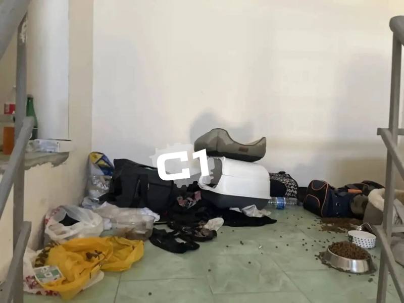 Девушку, которая взяла кошек за деньги на передержку и пропала, ищут в Ставрополе