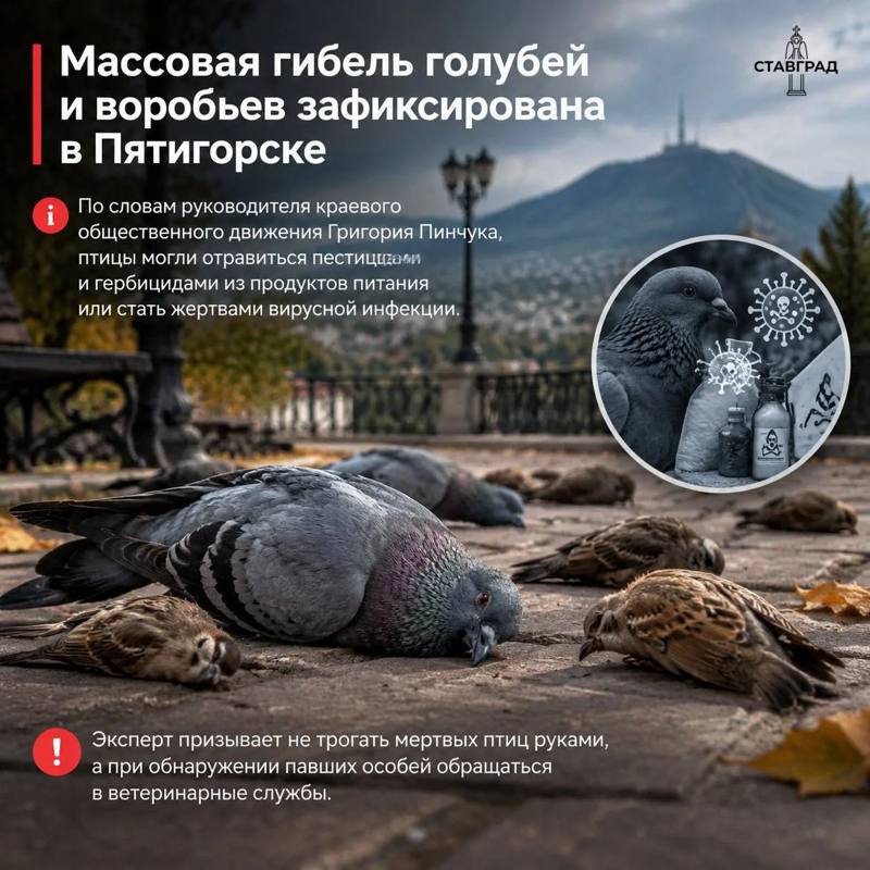 Массовая гибель голубей и воробьев зафиксирована в Пятигорске