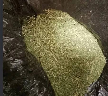 Дивный» урожай: на Ставрополье пенсионер вырастил марихуану на свое участке