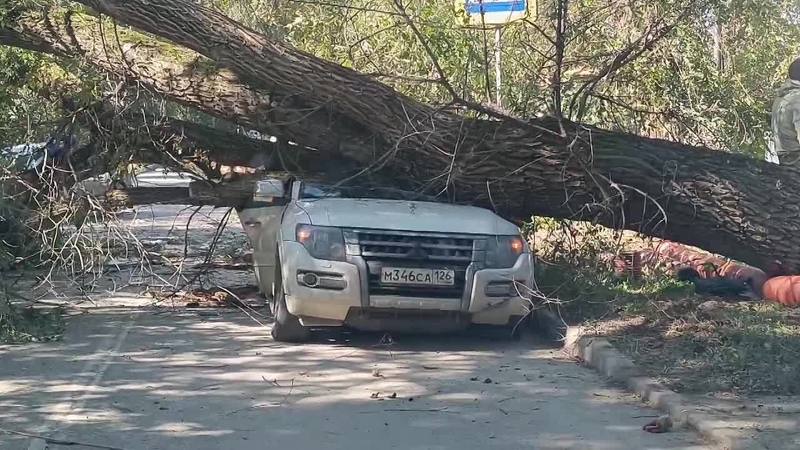 Дерево рухнуло на машину на Хетагурова в Пятигорске