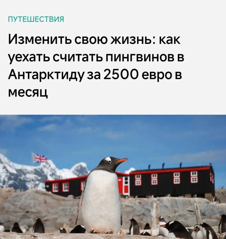 В Антарктиде открыта вакансия смотрителя за пингвинами с окладом 230 000 рублей