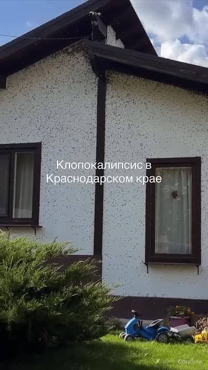 О риске масштабного нашествия мраморных клопов в ближайшие годы предупреждает биолог