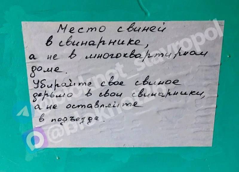 Пшенная каша в ночи и кошки в подъезде»: ставропольчане с Ботанического проезда объявили охоту…