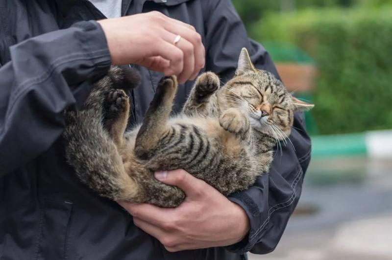 Владельцам домашних животных готовят новый бонус — единый полис ОМС