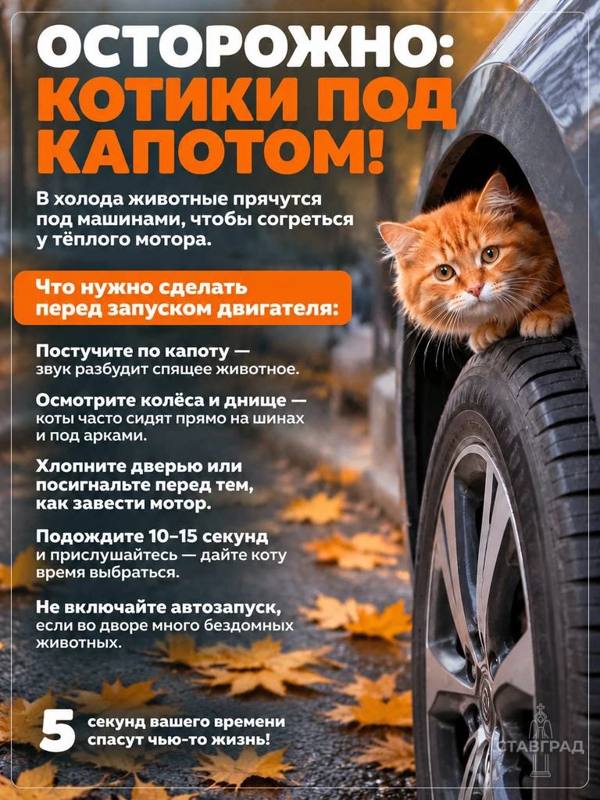 С первыми холодами под капотом вашего автомобиля может оказаться незваный пушистый гость