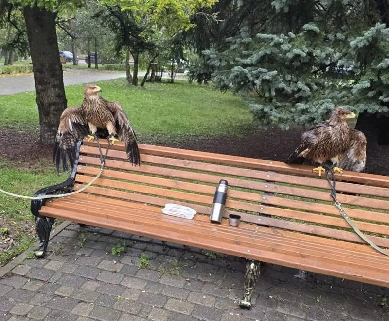 Краснокнижных орлов изъяли у «предпринимателей» в Пятигорске